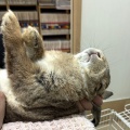 新規保護うさぎの紹介　縁側組
