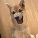 柴犬のおんなの子です！