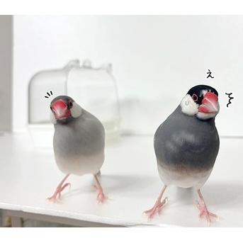 文鳥と私の新たな攻防戦