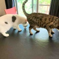 キャリコちゃん3歳になりました