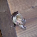 『6～8月のヒュッテ利用をまとめて(山岳部/大学生物研究仲間/栄東理科研究部)』の画像