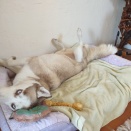 犬を飼ったら怒涛の一週間など