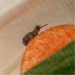 庭の生き物を愛でてます・台所で生き物を育ててます