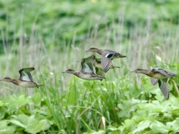 2026年9月4日の野鳥公園