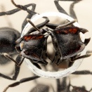 硬い頭部で巣穴を守るナベブタアリ