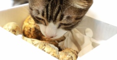カナダみやげと猫。
