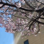 バンダナ刑事の柔術24時