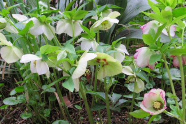 学校のクリロ 種蒔きビオラが受難です 花好きおばあさんの 園芸ボランティア日記
