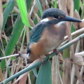 久しぶりにカワセミが来ました🐦‍⬛📸（多々良沼公園）