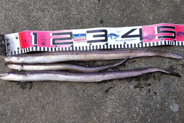 ダメオヤジ釣り日記かもねー うふふ アナゴ