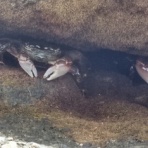 いつも居留守の　在氣呂（imasu_kero）のblog