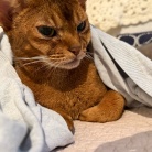 カーディガンの中の住人
