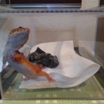 今日もテキトーに