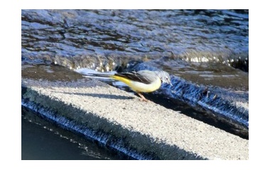 『令和6(2024)年3月22日の鳥さん Vol.4　国分川で野鳥の観察･撮影 色々現る!!キセキレイも登場!!』の画像