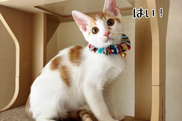 猫とお酒と日々のこと Powered by ライブドアブログ