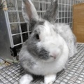 保護うさぎ譲渡会 保護うさぎさんに逢おうの会in神戸【4/12】