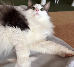 洗いたての毛布の上で…【後編】