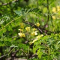 県央某所山麓で花探し