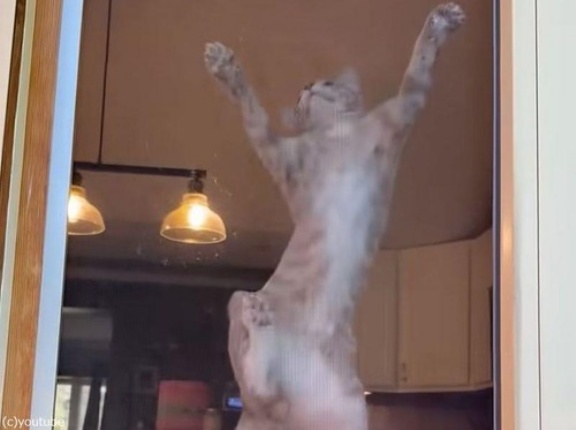 猫「網戸から降りられなくなっちゃった…」小さな女の子に助けてもらう（動画）