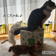 シュウさまはスイカ。