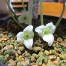 タニムラアオイ【白南風】