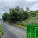 7/29の作業「支障木伐採」