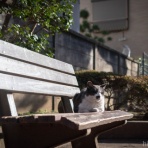 画像フォルダは猫ばかり