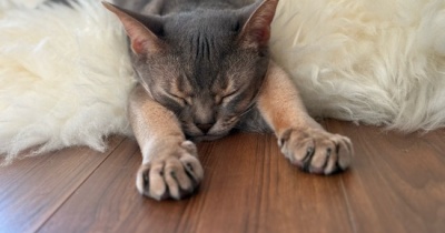 ヤンチャが滲み出る寝相と、AIに特定される坊