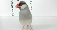 ハトの神様にお願いしたジルたん
