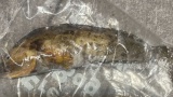 なんか釣れたんやが（※画像あり）
