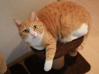 どうしても見失う猫。