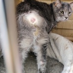 うちのとらまる