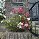 つつじ　さつき