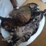 ﾈｺﾁｬﾝのﾆﾝｹﾞﾝ育成日記