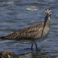 2026年5月15日の野鳥公園