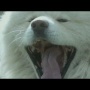 【訃報】人気ブサカワ犬「わさお」、13歳で死去