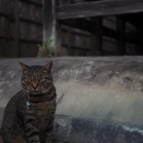 物置きの野ネズミ