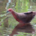 ヒクイナの蔵出し画像🦜🖥️（多々良沼公園）