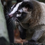 【閲覧注意】ワイ落ちてた「ハクビシン」を食べてしまった結果ｗｗｗｗ