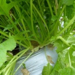 毎日が日曜　晴耕雨読な日々