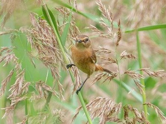 2026年10月7日の野鳥公園