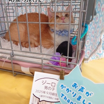 昨日は秘密結社ねこのひげ譲渡会♪
