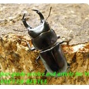 〇ポイント5倍最終日＼(^o^)／