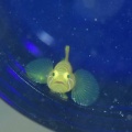 7月8日　トラフザメの卵