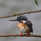 『投稿：BORG72FLによるカワセミ【追加】　2020/08/30』の画像