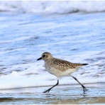 おとめちっくな夢もよう