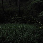 『投稿：横浜のヘイケボタル続報　2023/07/02』の画像