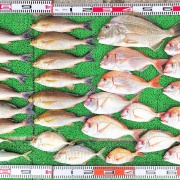 2026年4月22日　釣果