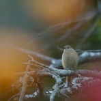 birdpapaの鳥遊録Ⅱ