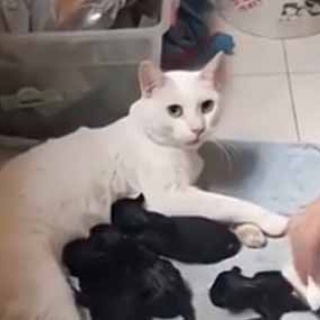 猫の動画 ねこわん！
